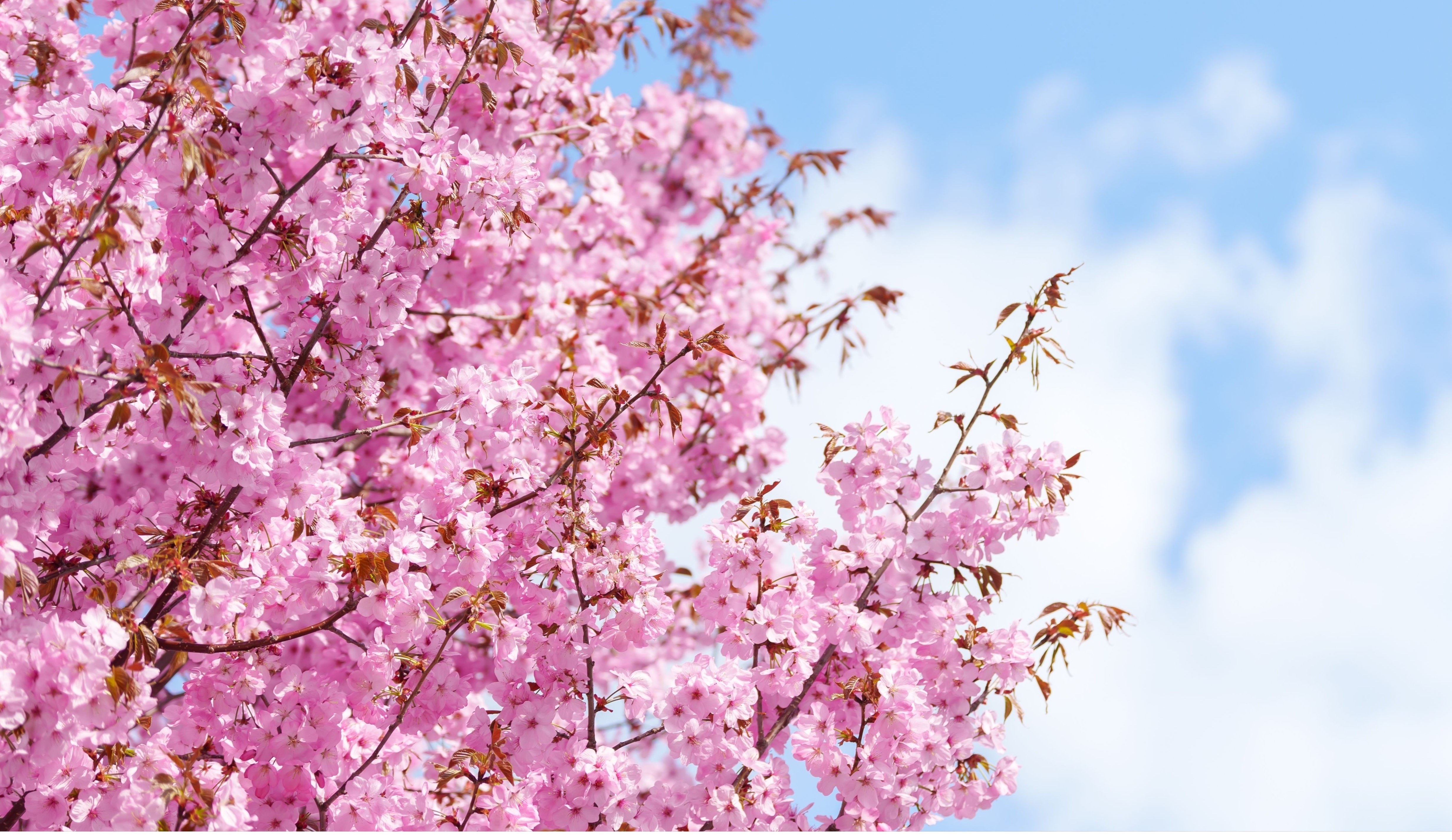 Spring Savings CPD Offers